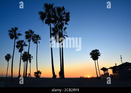 Wunderschöne Palmen bei Sonnenuntergang am Venice Beach in Los Angeles. Stockfoto