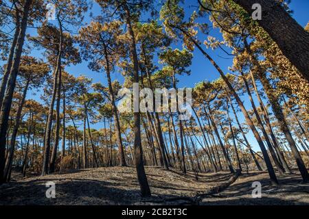 Verbrannte Seekiefern (Pinus Pinaster) zur Zeit der Brandstiftung des Chiberta-Waldes (Anglet - Atlantische Pyrenäen - Frankreich). Lauffeuer. Blaze. Stockfoto