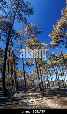 Verbrannte Seekiefern (Pinus Pinaster) zur Zeit der Brandstiftung des Chiberta-Waldes (Anglet - Atlantische Pyrenäen - Frankreich). Lauffeuer. Blaze. Stockfoto