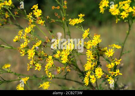 Jacobaea vulgaris, Ragwurz gelbe Blüten in Wiese Nahaufnahme selektive Fokus Stockfoto