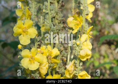 Verbascum densiflorum, denseflower Königskerze gelbe Blüten in Wiese Makro selektive Fokus Stockfoto