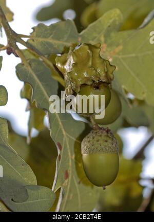 Knopper Gall Growth auf Common Oak Acorn, Großbritannien Stockfoto