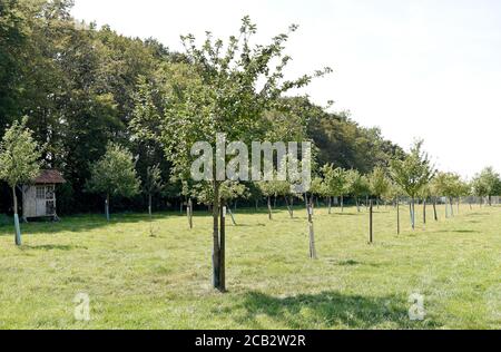 Laer, Münster, Deutschland. August 2020. 10. August 2020, Deutschland, Münster: Obstbäume stehen auf einer Obstwiese auf dem Naturland- und Archehof Büning. Foto: Caroline Seidel/dpa Quelle: dpa picture Alliance/Alamy Live News Stockfoto