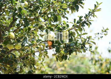 Laer, Münster, Deutschland. August 2020. 10. August 2020, Deutschland, Münster: Äpfel wachsen auf einem Wiesengarten im Naturland- und Archehof Büning. Foto: Caroline Seidel/dpa Quelle: dpa picture Alliance/Alamy Live News Stockfoto