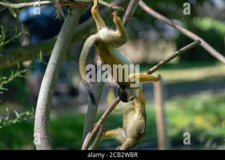 Schöne Aufnahme von gemeinsamen Eichhörnchen Affen spielen in einem Baum Verzweigung Stockfoto