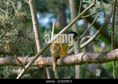 Schöne Aufnahme von gemeinsamen Eichhörnchen Affen spielen in einem Baum Verzweigung Stockfoto