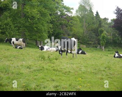 Milchkühe in einem Bauernfeld Stockfoto