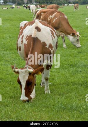 Braune Milchkühe grasen im Sommer auf einer grünen Wiese in Nijmegen in den Niederlanden Stockfoto