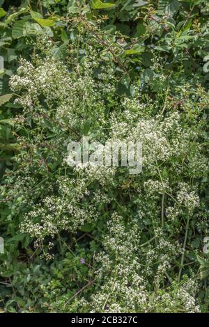 Flauschige weiße Flecken von Hedge Bedstraw / Galium mollugo im Heckenhabitat. Common UK hedgerow Weed einmal als Heilpflanze in Kräuterkuren verwendet. Stockfoto