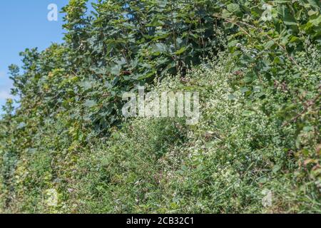 Flauschige weiße Flecken von Hedge Bedstraw / Galium mollugo im Heckenhabitat. Common UK hedgerow Weed einmal als Heilpflanze in Kräuterkuren verwendet. Stockfoto