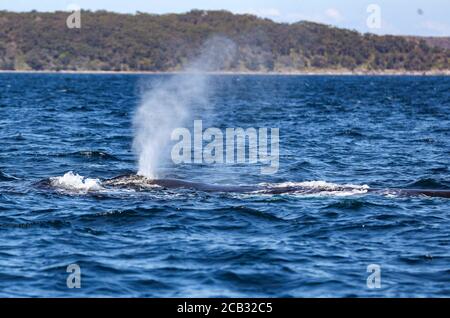 Sydney. November 2017. Das am 12. November 2017 aufgenommene File-Foto zeigt einen Buckelwal in Jervis Bay, New South Wales, Australien. Für ein kürzlich veröffentlichtes Forschungsprojekt sammelten und analysierten Wissenschaftler der australischen Universität von New South Wales (UNSW) Proben von Walen, die dem Schleim einer menschlichen Nase ähnlich sind. Sie fanden heraus, dass genau wie beim Menschen die mikrobielle Vielfalt und der Reichtum in den Atemwegen der Wale mit dem allgemeinen Gesundheitszustand des Wirtes verbunden war. SO GEHT'S: 'Aussie Research verbindet Wal 'Not' mit seinem Gesundheitszustand' Credit: Bai Xuefei/Xinhua/Alamy Live News Stockfoto