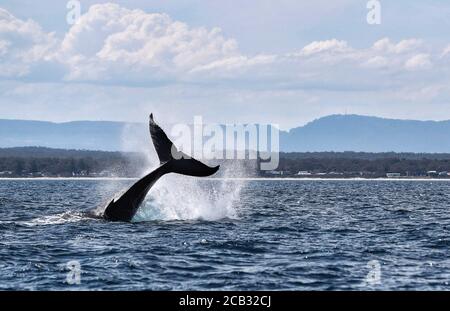 Sydney. November 2017. Das am 12. November 2017 aufgenommene File-Foto zeigt einen Buckelwal in Jervis Bay, New South Wales, Australien. Für ein kürzlich veröffentlichtes Forschungsprojekt sammelten und analysierten Wissenschaftler der australischen Universität von New South Wales (UNSW) Proben von Walen, die dem Schleim einer menschlichen Nase ähnlich sind. Sie fanden heraus, dass genau wie beim Menschen die mikrobielle Vielfalt und der Reichtum in den Atemwegen der Wale mit dem allgemeinen Gesundheitszustand des Wirtes verbunden war. SO GEHT'S: 'Aussie Research verbindet Wal 'Not' mit seinem Gesundheitszustand' Credit: Bai Xuefei/Xinhua/Alamy Live News Stockfoto