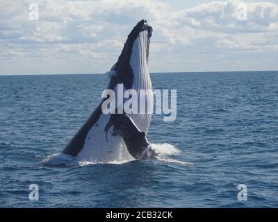 (200810) -- SYDNEY, 10. Aug. 2020 (Xinhua) -- Datei Foto zeigt einen Buckelwal in Hervey Bay, Queensland, Australien. Für ein kürzlich veröffentlichtes Forschungsprojekt sammelten und analysierten Wissenschaftler der australischen Universität von New South Wales (UNSW) Proben von Walen, die dem Schleim einer menschlichen Nase ähnlich sind. Sie fanden heraus, dass genau wie beim Menschen die mikrobielle Vielfalt und der Reichtum in den Atemwegen der Wale mit dem allgemeinen Gesundheitszustand des Wirtes verbunden war. DAZU: 'Die australische Forschung verbindet Wale 'nicht' mit ihrem Gesundheitszustand' (University of New South Wales/Handout via Xinhua Stockfoto