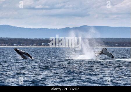 Sydney. November 2017. Das am 12. November 2017 aufgenommene File-Foto zeigt einen Buckelwal in Jervis Bay, New South Wales, Australien. Für ein kürzlich veröffentlichtes Forschungsprojekt sammelten und analysierten Wissenschaftler der australischen Universität von New South Wales (UNSW) Proben von Walen, die dem Schleim einer menschlichen Nase ähnlich sind. Sie fanden heraus, dass genau wie beim Menschen die mikrobielle Vielfalt und der Reichtum in den Atemwegen der Wale mit dem allgemeinen Gesundheitszustand des Wirtes verbunden war. SO GEHT'S: 'Aussie Research verbindet Wal 'Not' mit seinem Gesundheitszustand' Credit: Bai Xuefei/Xinhua/Alamy Live News Stockfoto