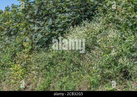 Flauschige weiße Flecken von Hedge Bedstraw / Galium mollugo im Heckenhabitat. Common UK hedgerow Weed einmal als Heilpflanze in Kräuterkuren verwendet. Stockfoto