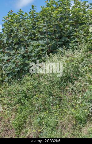 Flauschige weiße Flecken von Hedge Bedstraw / Galium mollugo im Heckenhabitat. Common UK hedgerow Weed einmal als Heilpflanze in Kräuterkuren verwendet. Stockfoto