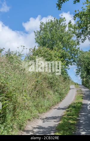 Flauschige weiße Flecken von Hedge Bedstraw / Galium mollugo im Heckenhabitat. Common UK hedgerow Weed einmal als Heilpflanze in Kräuterkuren verwendet. Stockfoto