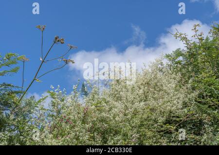 Flauschige weiße Flecken von Hedge Bedstraw / Galium mollugo im Heckenhabitat. Common UK hedgerow Weed einmal als Heilpflanze in Kräuterkuren verwendet. Stockfoto