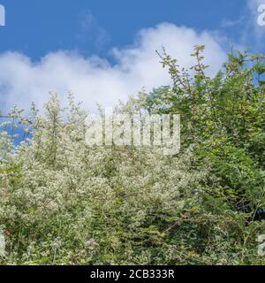 Flauschige weiße Flecken von Hedge Bedstraw / Galium mollugo im Heckenhabitat. Common UK hedgerow Weed einmal als Heilpflanze in Kräuterkuren verwendet. Stockfoto