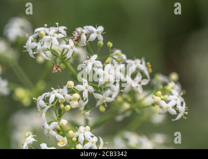 Winzige weiße Blüten von Hedge Bedstraw / Galium mollugo eine gemeinsame Heckenheilpflanze einmal in pflanzlichen Heilmitteln verwendet. Verwandt mit Cleavers / G. aparine Stockfoto