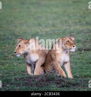 Zwei Löwinnen, panthera leo, zusammen im grünen Gras der Masai Mara. Diese jungen erwachsenen Katzen sind Schwestern. Stockfoto