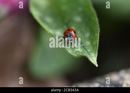 Marienkäfer (Coccinella septempunctata) mit sieben Flecken auf einem grünen Blatt einer Pulmonaria in Kew Gardens in London. Stockfoto