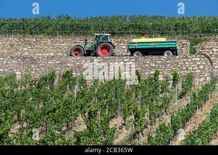 Weinbergszene mit Traktor bei Rüdesheim am Rhein, Weinbaustadt in Hessen, Deutschland Stockfoto