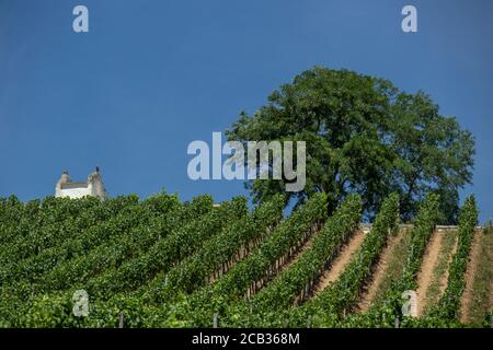 Weinbergszene bei Rüdesheim am Rhein, Weinbaustadt in Hessen, Deutschland Stockfoto