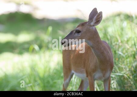 Gefährdete Schlüsselhirsche im National Key Deer Refuge auf Big Pine Key in den Florida Keys. Odocoileus virginianus clavium Stockfoto