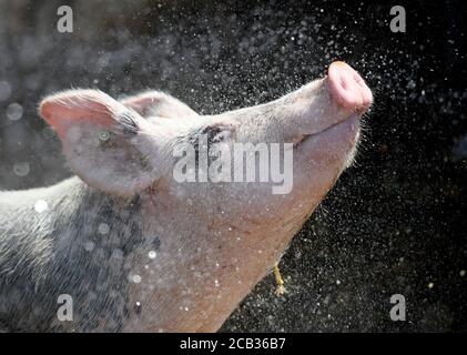 10. August 2020, Nordrhein-Westfalen, Münster: Ein Bentheimer Landschwein genießt einen Wasserstrahl auf dem Naturland- und Archehof Büning. Bundesumweltministerin Schulze (SPD) ist zusammen mit dem stellvertretenden Vorsitzenden der SPD-Bundestagsfraktion Miersch zu Gast im Münsterland. Foto: Caroline Seidel/dpa Stockfoto