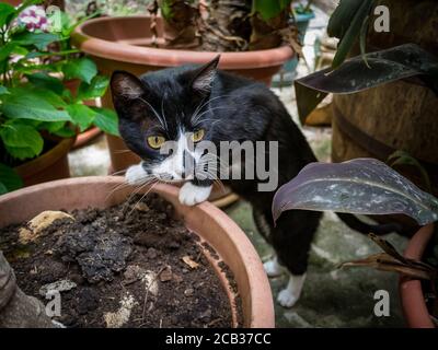 Black and White Street Cat in Kroatien thront auf der Rand eines Blumentopfes Stockfoto