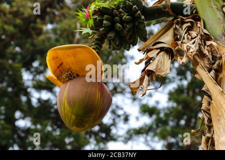 Bananenblüte und kleine grüne Bananen wachsen auf einem Baum Stockfoto