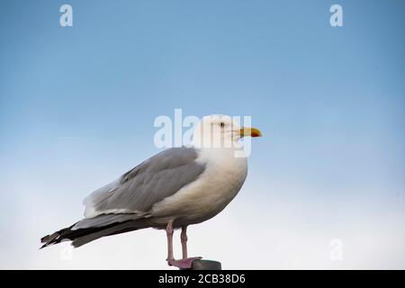 Pembrokeshire Möwe aus nächster Nähe Stockfoto