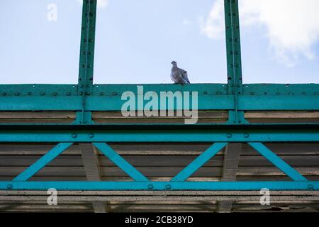 Eurasische Halstaube sitzt auf einem alten blauen Industriegebäude Stockfoto