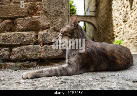 Eine tabby Katze im Schatten auf einer heißen Straße in Bevagna, Umbrien, Italien Stockfoto