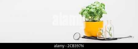 Panorama-Aufnahme der grünen Pflanze in Blumentopf in der Nähe von Kräutern in Glasflaschen und Stethoskop auf weißem Hintergrund, Naturheilkunde Konzept Stockfoto