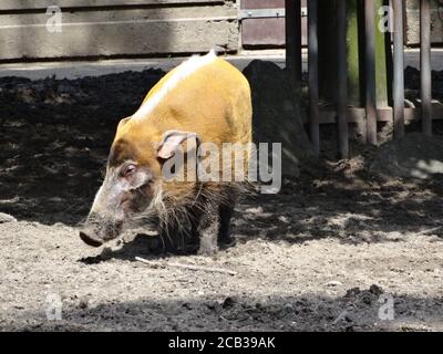 Nahaufnahme eines Wildschweins Stockfoto