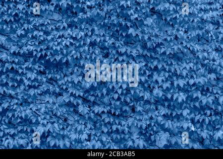 Schöner blauer Efeu Hintergrund. Hedera oder ivies blaue Blätter über Steinwand für Hintergrund oder Mock up. Nahaufnahme von blauem Efeu. Trendige Banner in Farbe getönt Stockfoto