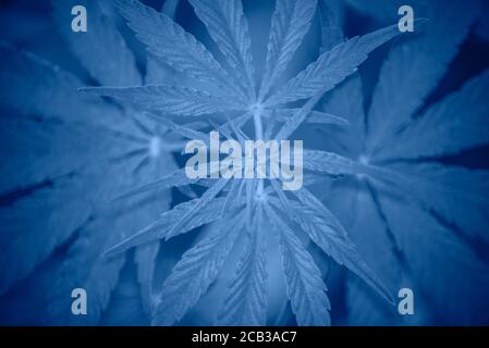 Cannabis hinterlässt blauen Hintergrund. Hanfblatt Nahaufnahme. Marihuanadrogen werden aus Cannabis Blatt hergestellt. Draufsicht. Trendiges Banner mit Farbe des Jahres 20 Stockfoto