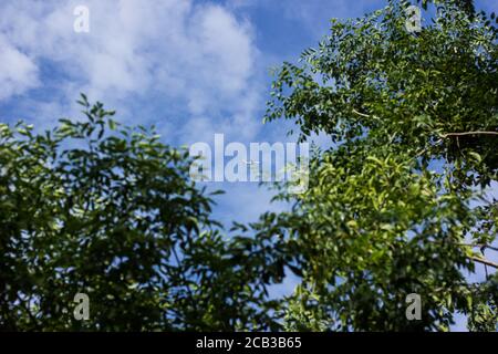 Chiangmai, Thailand - Juli 28 2020: HS-LUV Boeing 737-800 der thailändischen lionair Airline. Fahren Sie vom Flughafen Chiangmai nach Bangkok. Stockfoto