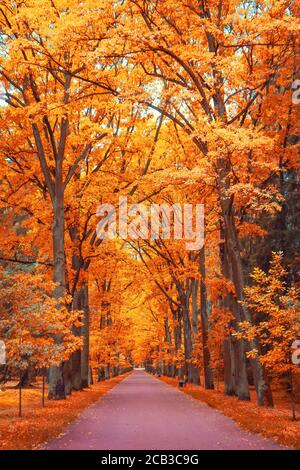 Allee von orange-roten Ahornbäumen im Park zu Fuß Weg in Perspektive Stockfoto
