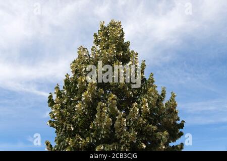 Sommerlinden (Tilia platyphyllos) Stockfoto