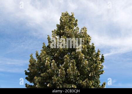Sommerlinden (Tilia platyphyllos) Stockfoto