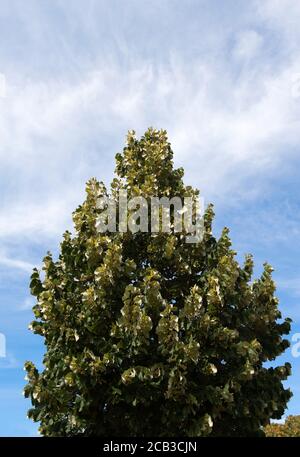 Sommerlinden (Tilia platyphyllos) Stockfoto