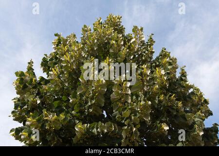 Sommerlinden (Tilia platyphyllos) Stockfoto