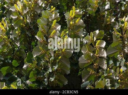 Sommerlinden (Tilia platyphyllos) Stockfoto