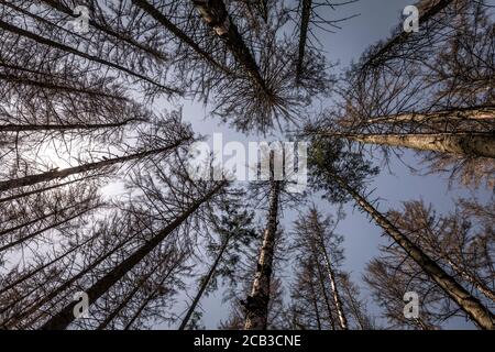 Waldstück im Sauerland. Ganze Fichtenwälder bei Lüdenscheid im Sauerland wurden durch den Rindenkäfer beschädigt und starben. Die befallenen Bäume müssen schnell abgeholzt werden, damit sich der Käfer nicht weiter ausbreiten kann, um andere geschwächte Bäume zu befallen. Die große Dürre in den Wäldern verursacht auch den Tod der Bäume. © Frank Schultze / Zeitenspiegel Stockfoto