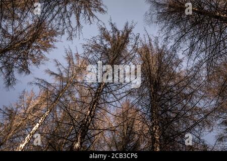 Waldstück im Sauerland. Ganze Fichtenwälder bei Lüdenscheid im Sauerland wurden durch den Rindenkäfer beschädigt und starben. Die befallenen Bäume müssen schnell abgeholzt werden, damit sich der Käfer nicht weiter ausbreiten kann, um andere geschwächte Bäume zu befallen. Die große Dürre in den Wäldern verursacht auch den Tod der Bäume. © Frank Schultze / Zeitenspiegel Stockfoto