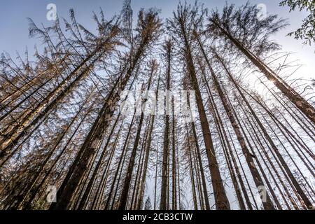 Waldstück im Sauerland. Ganze Fichtenwälder bei Lüdenscheid im Sauerland wurden durch den Rindenkäfer beschädigt und starben. Die befallenen Bäume müssen schnell abgeholzt werden, damit sich der Käfer nicht weiter ausbreiten kann, um andere geschwächte Bäume zu befallen. Die große Dürre in den Wäldern verursacht auch den Tod der Bäume. © Frank Schultze / Zeitenspiegel Stockfoto