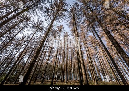 Waldstück im Sauerland. Ganze Fichtenwälder bei Lüdenscheid im Sauerland wurden durch den Rindenkäfer beschädigt und starben. Die befallenen Bäume müssen schnell abgeholzt werden, damit sich der Käfer nicht weiter ausbreiten kann, um andere geschwächte Bäume zu befallen. Die große Dürre in den Wäldern verursacht auch den Tod der Bäume. © Frank Schultze / Zeitenspiegel Stockfoto